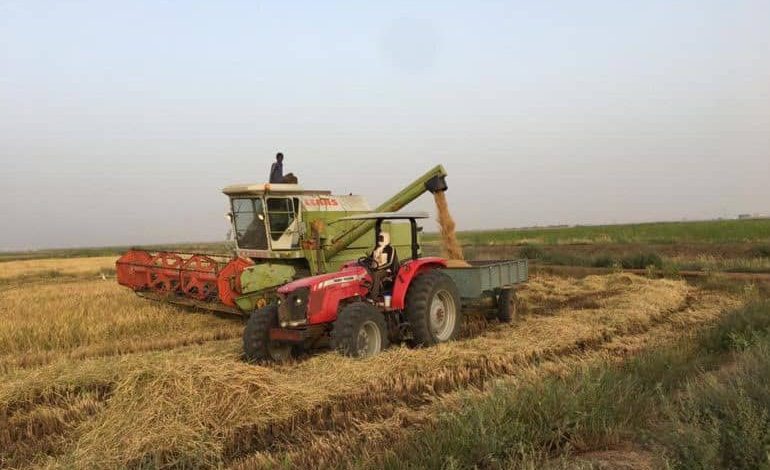 أزمة تسعير الأرز : مزارعون يرفضون شروط المصانع ويطالبون بالتدخل
